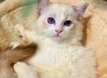 Isabella - Ragdoll Kitten For Sale - Los Angeles&comma; CA&comma; US