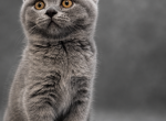 Reed British Shorthair Blue Kitten - British Shorthair Kitten For Sale - 