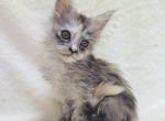 Foxxy Polydactyl - Maine Coon Kitten For Sale - Chicago&comma; IL&comma; US