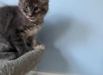 Elsa - Maine Coon Kitten For Sale - Wilmington&comma; DE&comma; US