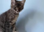 Elsa - Maine Coon Kitten For Sale - Wilmington&comma; DE&comma; US