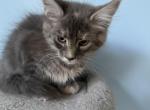 Elsa - Maine Coon Kitten For Sale - Wilmington&comma; DE&comma; US
