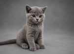Fern British Shorthair Blue Kitten - British Shorthair Kitten For Sale - IL&comma; US