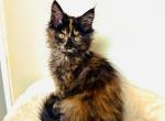 Pippi - Maine Coon Kitten For Sale - Chicago&comma; IL&comma; US