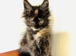 Mamba Polydactyl - Maine Coon Kitten For Sale - Chicago&comma; IL&comma; US