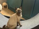 Tonkinese - Tonkinese Kitten For Sale - Jamesport&comma; MO&comma; US
