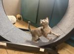 Upcoming  BurmeseLitter - Burmese Kitten For Sale - 