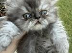 Mochi - Persian Kitten For Sale - 