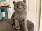LILLY & LEO - Scottish Straight Kitten For Sale - Morristown&comma; NJ&comma; US