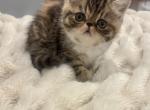 Honey - Exotic Kitten For Sale - Arlington Heights&comma; IL&comma; US