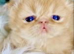Pikachu - Persian Kitten For Sale - Sylacauga&comma; AL&comma; US