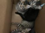 Kittens available to rehome - American Bobtail Kitten For Sale - Agawam&comma; MA&comma; US