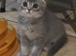 Scottish Fold Male - Scottish Fold Kitten For Sale - Lindenhurst&comma; NY&comma; US