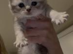 Scottish Fold Female available for reservation - Scottish Fold Kitten For Sale - 