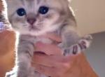 Scottish Straight Girl available for reservation - Scottish Straight Kitten For Sale - Lindenhurst&comma; NY&comma; US