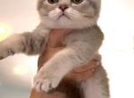 Scottish Straight Girl - Scottish Straight Kitten For Sale - Lindenhurst&comma; NY&comma; US