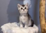 Scottish Girl 2 - Scottish Straight Kitten For Sale - Lindenhurst&comma; NY&comma; US