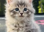 6 week old Siberian kittens - Siberian Kitten For Sale - Huron Twp&comma; MI&comma; US