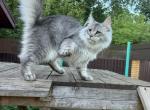 Stunning Silver Maine Coon Boy - Maine Coon Kitten For Sale - NY&comma; US