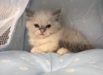 Daisy - Ragdoll Kitten For Sale - 