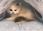 Vanilla - Ragdoll Kitten For Sale - 