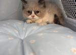 Pepper - Ragdoll Kitten For Sale - 