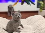 Millie - British Shorthair Kitten For Sale - Artondale&comma; WA&comma; US