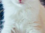 ICE CREAM VANILLA BEEN - Ragdoll Kitten For Sale - 