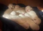 Ragamese - Ragdoll Kitten For Sale - Gardnerville&comma; NV&comma; US