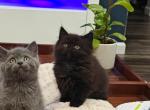 Winston - British Shorthair Kitten For Sale - Artondale&comma; WA&comma; US