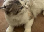 Ragdoll - Ragdoll Kitten For Sale - 