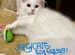 ISOBELLA - Ragdoll Kitten For Sale - Lakeville&comma; MN&comma; US