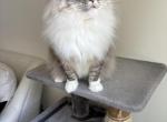 Orian - Ragdoll Cat For Adoption - Teaneck&comma; NJ&comma; US