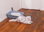 Romeo Half off now - Scottish Fold Cat For Sale - Elmhurst&comma; NY&comma; US