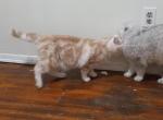 George Half off summer sale - British Shorthair Cat For Sale - Elmhurst&comma; NY&comma; US