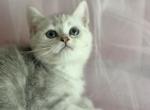 Snow ball - British Shorthair Kitten For Sale - Aliso Viejo&comma; CA&comma; US