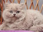 Winona - British Shorthair Kitten For Sale - Pembroke Pines&comma; FL&comma; US