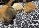 Exotic litter kittens - Exotic Kitten For Sale - Palm Coast&comma; FL&comma; US