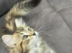 Dumpling - Siberian Kitten For Sale - Lynnfield&comma; MA&comma; US