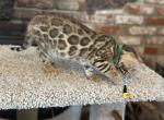 Green Baron - Bengal Kitten For Adoption - Santa Clarita&comma; CA&comma; US