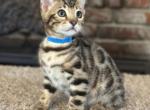 Blue Baron - Bengal Kitten For Sale - Santa Clarita&comma; CA&comma; US