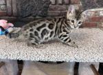 Blue Baron - Bengal Kitten For Sale - Santa Clarita&comma; CA&comma; US