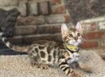 Yellow Duchess - Bengal Kitten For Adoption - Santa Clarita&comma; CA&comma; US