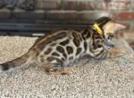 Bengal Girl - Bengal Kitten For Adoption - 