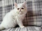 White persian kitten - Persian Kitten For Sale - Fort Loudon&comma; PA&comma; US