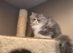 Blue and white female persian - Persian Kitten For Sale - Fort Loudon&comma; PA&comma; US