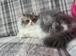 Blue and white female persian - Persian Kitten For Sale - 