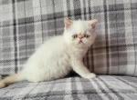 Himalayan kittens available - Himalayan Kitten For Sale - Fort Loudon&comma; PA&comma; US