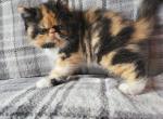 Calico persian kitten - Persian Kitten For Sale - Fort Loudon&comma; PA&comma; US