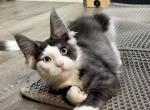 Bentley - Maine Coon Kitten For Sale - Rogersville&comma; MO&comma; US